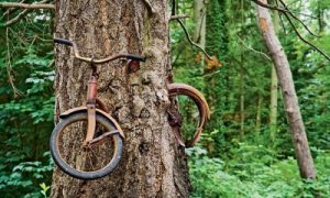 Bicykel v strome