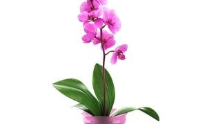 orchidea