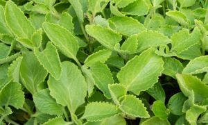 Coleus