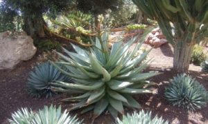 Aloe vera