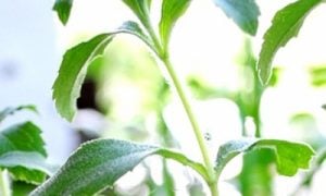 stevia