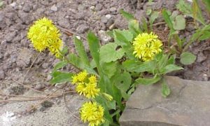 Solidago virgaurea