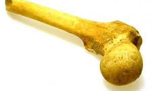 Ľudská kosť