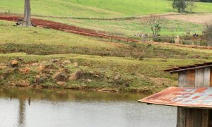 Zvieratá