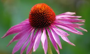 Echinacea