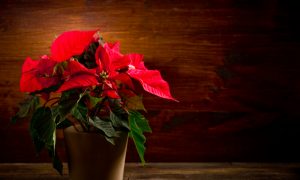 Poinsettia