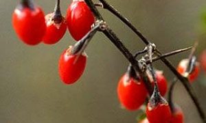 Goji