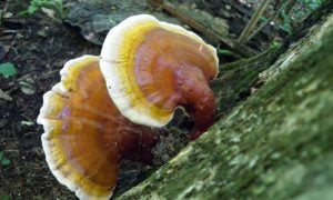 Ganoderma lucidum