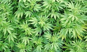 Marihuana