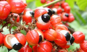 Guarana