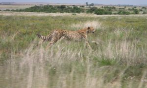 Gepard