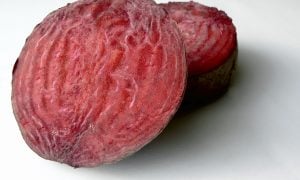 Cvikla