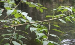 Vilcacora