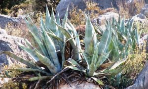 Aloe vera