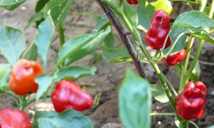 Paprika