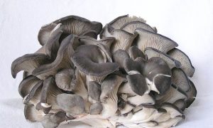 Hliva ustricová