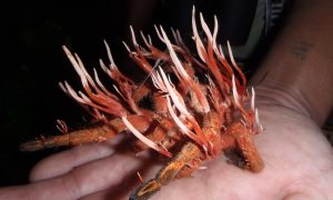Kordyceps