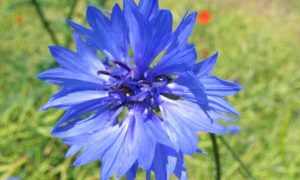 Centaurea cyanus