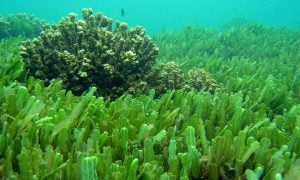 Chlorella