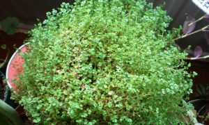 Soleirolia soleirolii