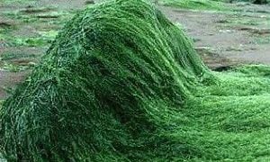 Spirulina