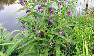 Symphytum officinale