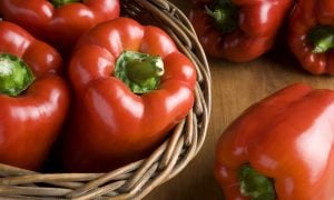 Červená paprika