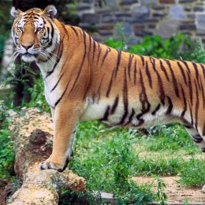 tiger indický