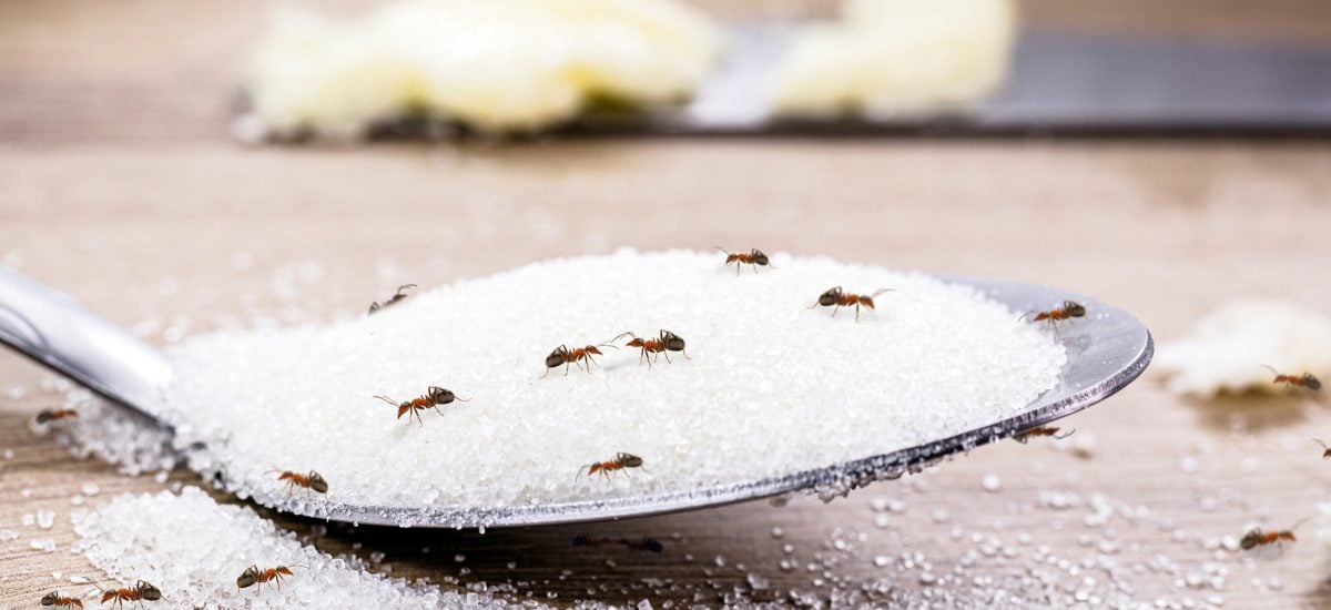 Mravce hodujú na cukre
