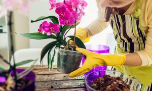 Žena presádzajúca orchideu