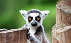 lemur