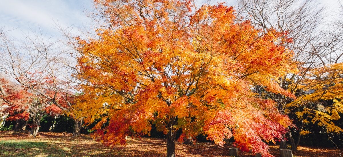 strom na jeseň