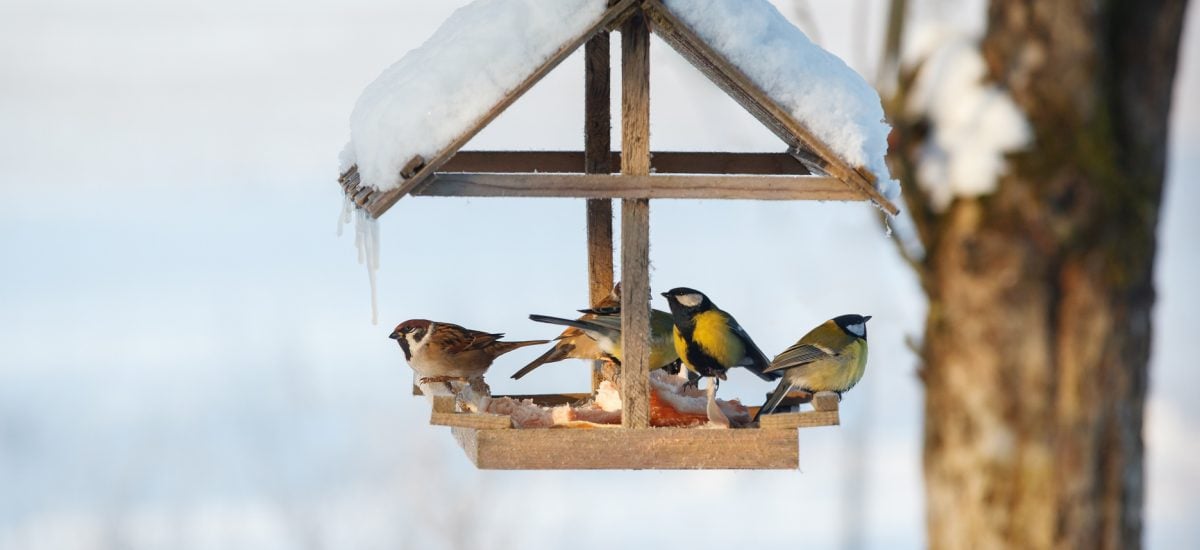 Čím kŕmiť vtáky v zime?