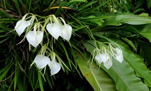 orchidea z rodu Brassavola