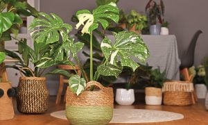 Monstera Deliciosa Thai Constellation