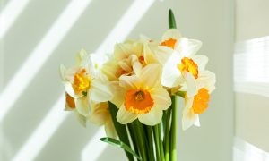 narcisy