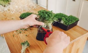 microgreens