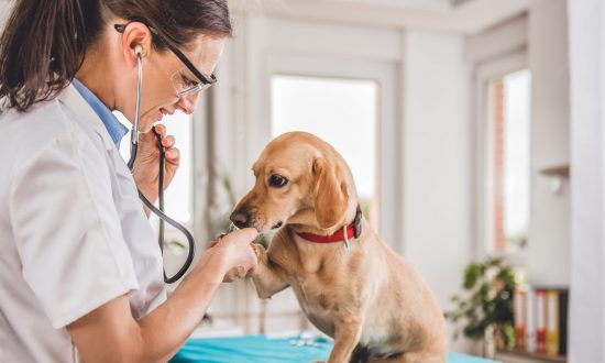žena veterinárka vyšetruje psa