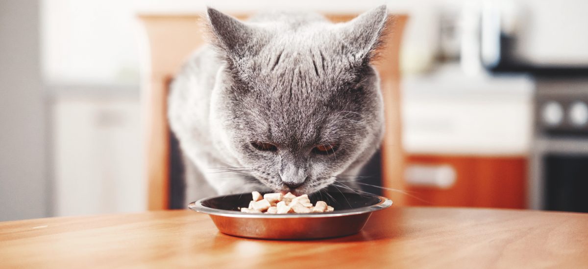mačka jediaca jedlo z misky
