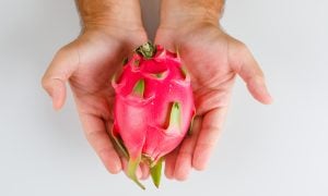ruky držiace dračie ovocie ; pitahaya