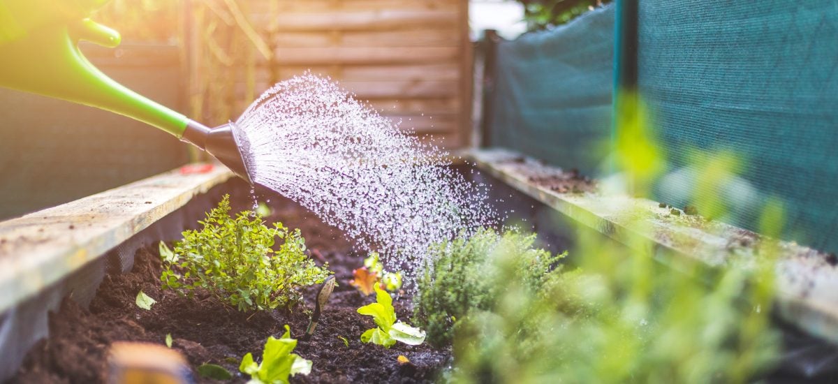 Ako polievať záhradu