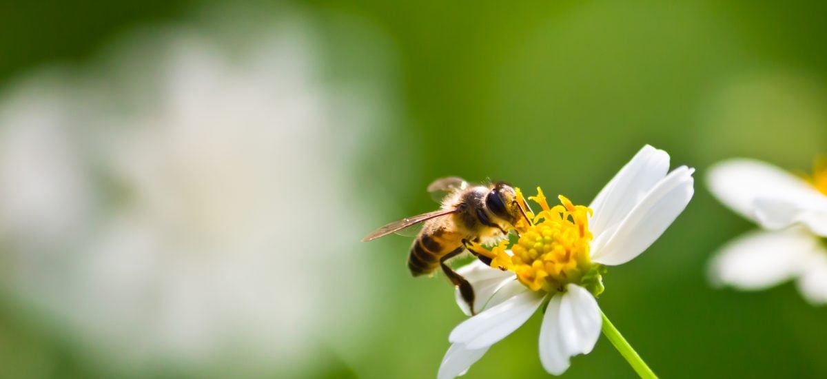 včela medonosná na kvete