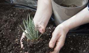 Haworthia