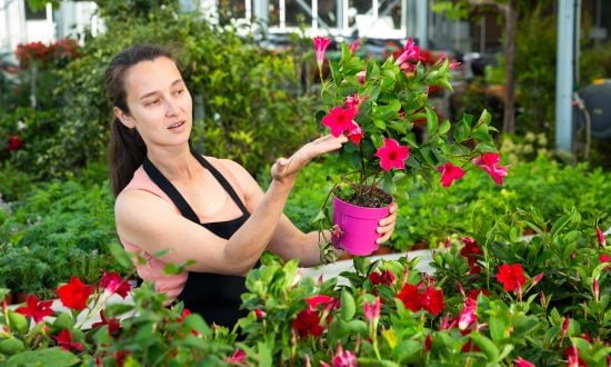 Mandevilla