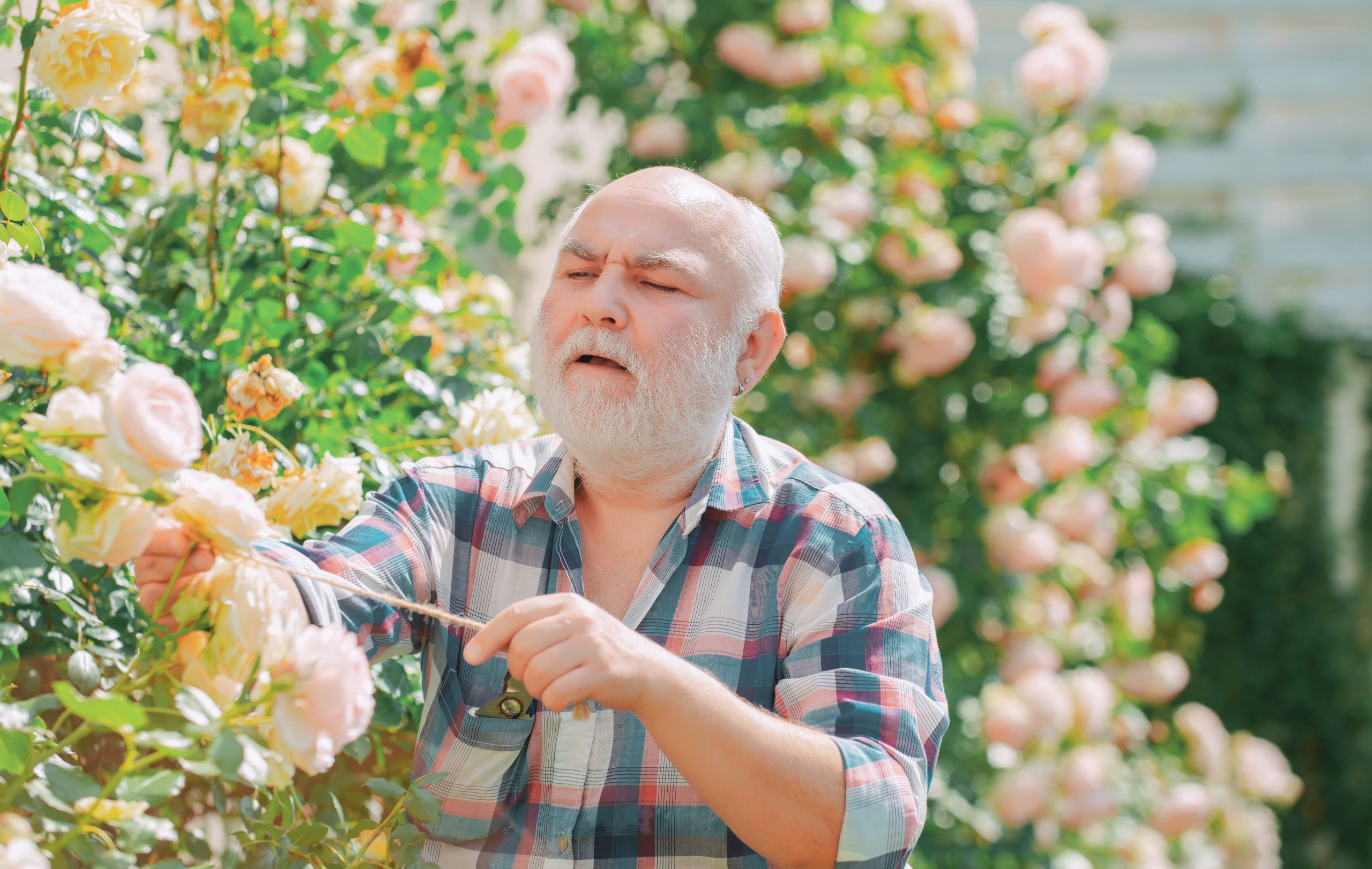 Starší pán sa stará o ruže