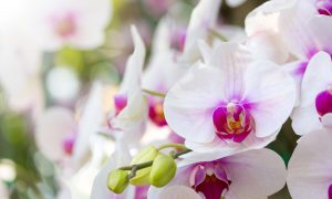 Ružové orchidey