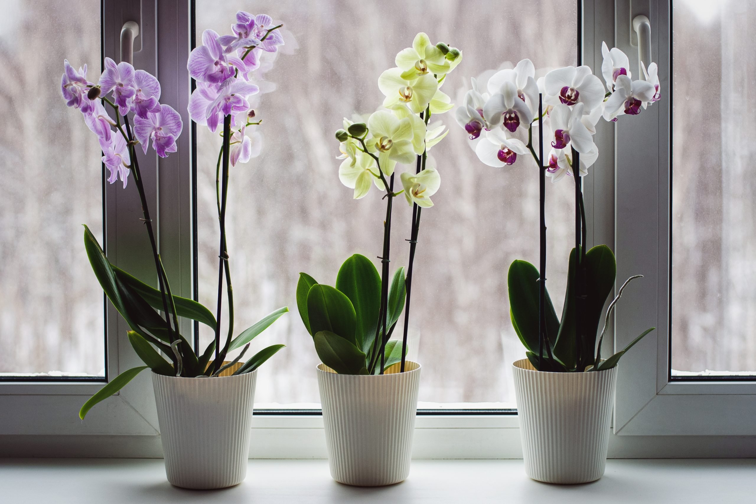 Tri kvetináče orchideí