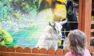 Minizoo