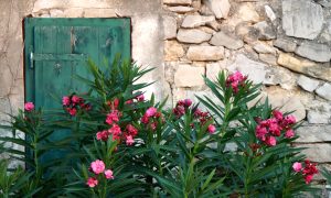Oleander