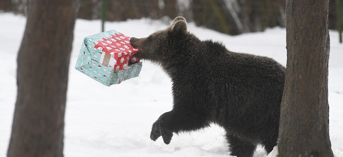 medveď s darčekom
